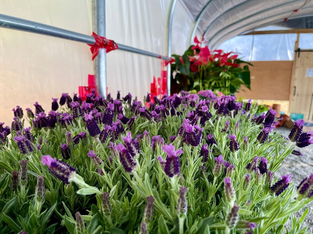 Lucky FLower Greenhouse 小确幸花房 | 4910 Elgin Mills Rd E, Markham, ON L6C 1L5, Canada | Phone: (416) 567-5500