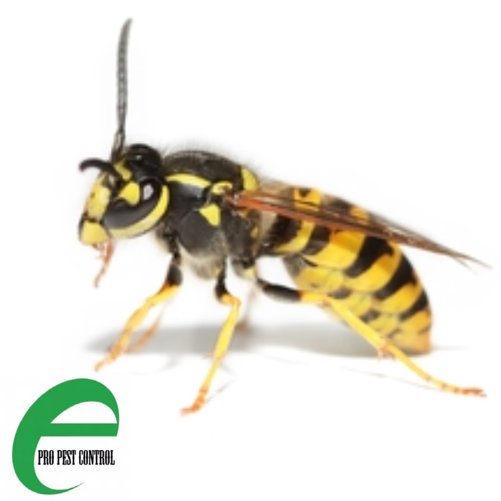 Epro Pest Control Inc | 74 Harpreet Cir, Etobicoke, ON M9W 0E2, Canada | Phone: (416) 834-3789