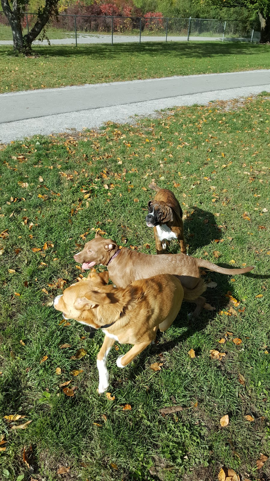 Niagara Falls Dog Park | 2275 Dorchester Rd, Niagara Falls, ON, Canada | Phone: (905) 356-7521 ext. 3330