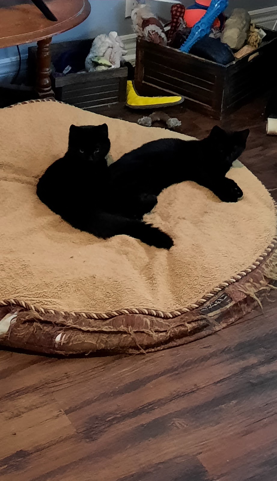 Colchester SPCA | 408 Industrial Ave, Truro, NS B2N 6Z6, Canada | Phone: (902) 893-7968