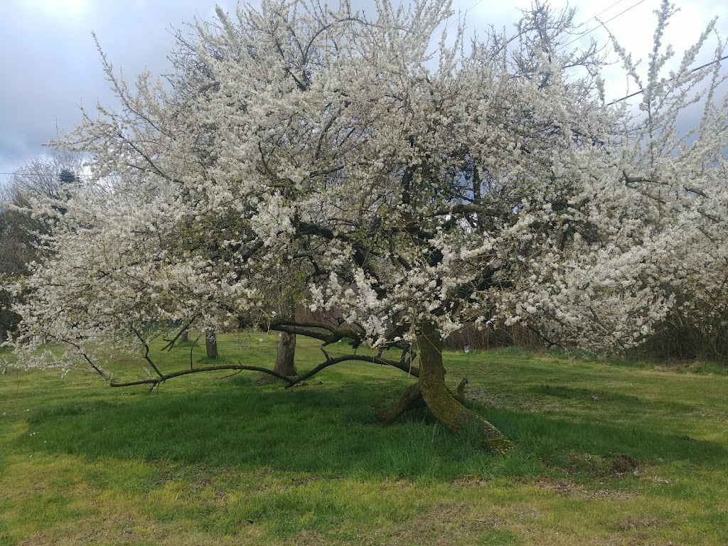 North Haven Orchard and Cidery | 1747 Herd Rd, Duncan, BC V9L 5W5, Canada | Phone: (604) 992-4010