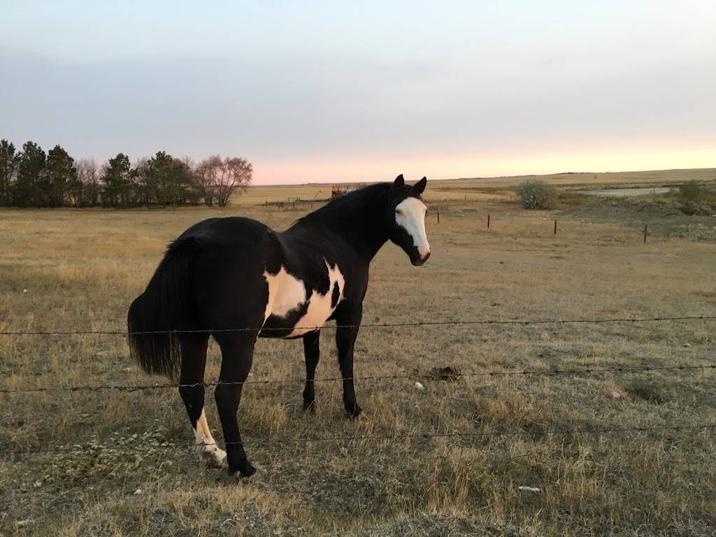 Reigning Paints Riding Arena | Sutton No. 103, SK S0H 2Y0, Canada | Phone: (306) 642-4062