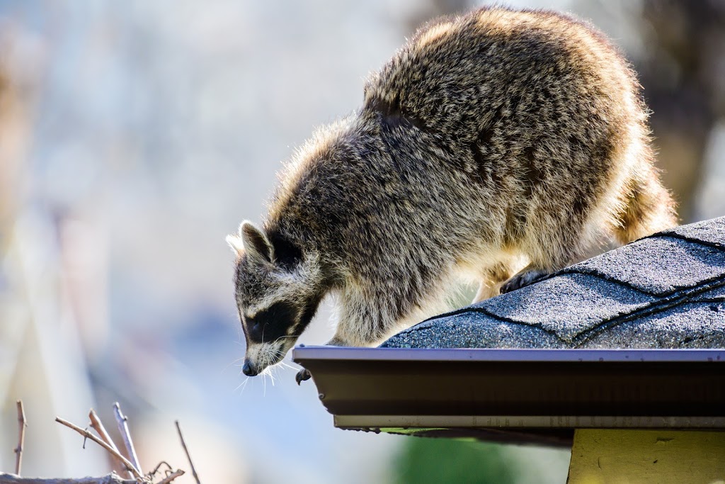 Pest Kings Wildlife & Pest Control Alliston | 140 Victoria St E, Alliston, ON L9R 1K6, Canada | Phone: (647) 988-5034