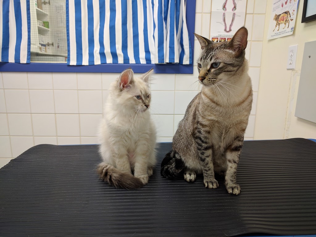 Glenridge Animal Hospital | 224 Glenridge Avenue, St. Catharines, ON L2T 3J9, Canada | Phone: (905) 688-1996