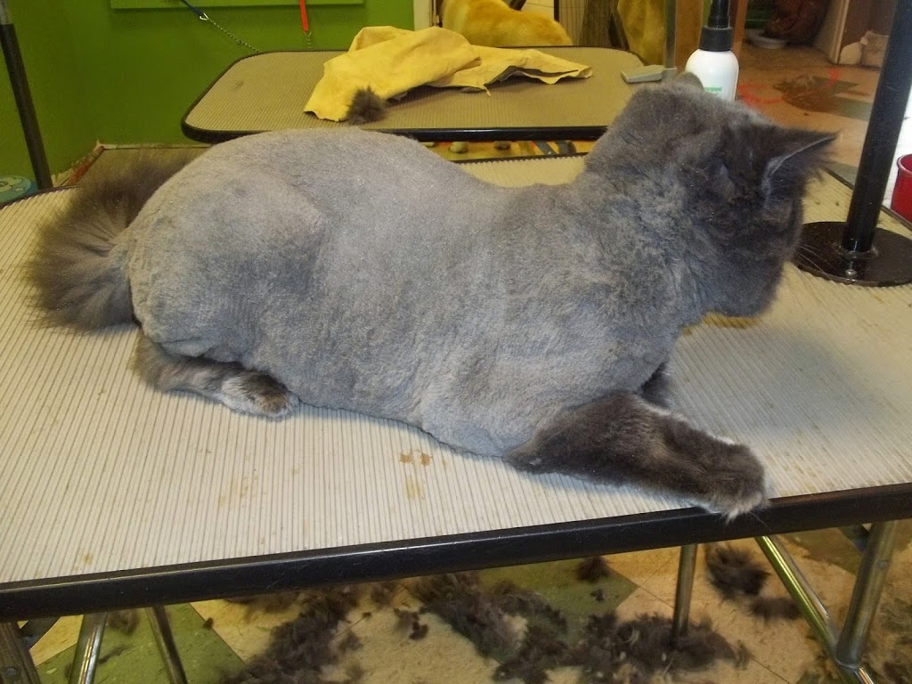 Pawsitively Purrfect Pet Spa | 755 Lake Bonavista Dr SE, Calgary, AB T2J 0N3, Canada | Phone: (403) 258-3322
