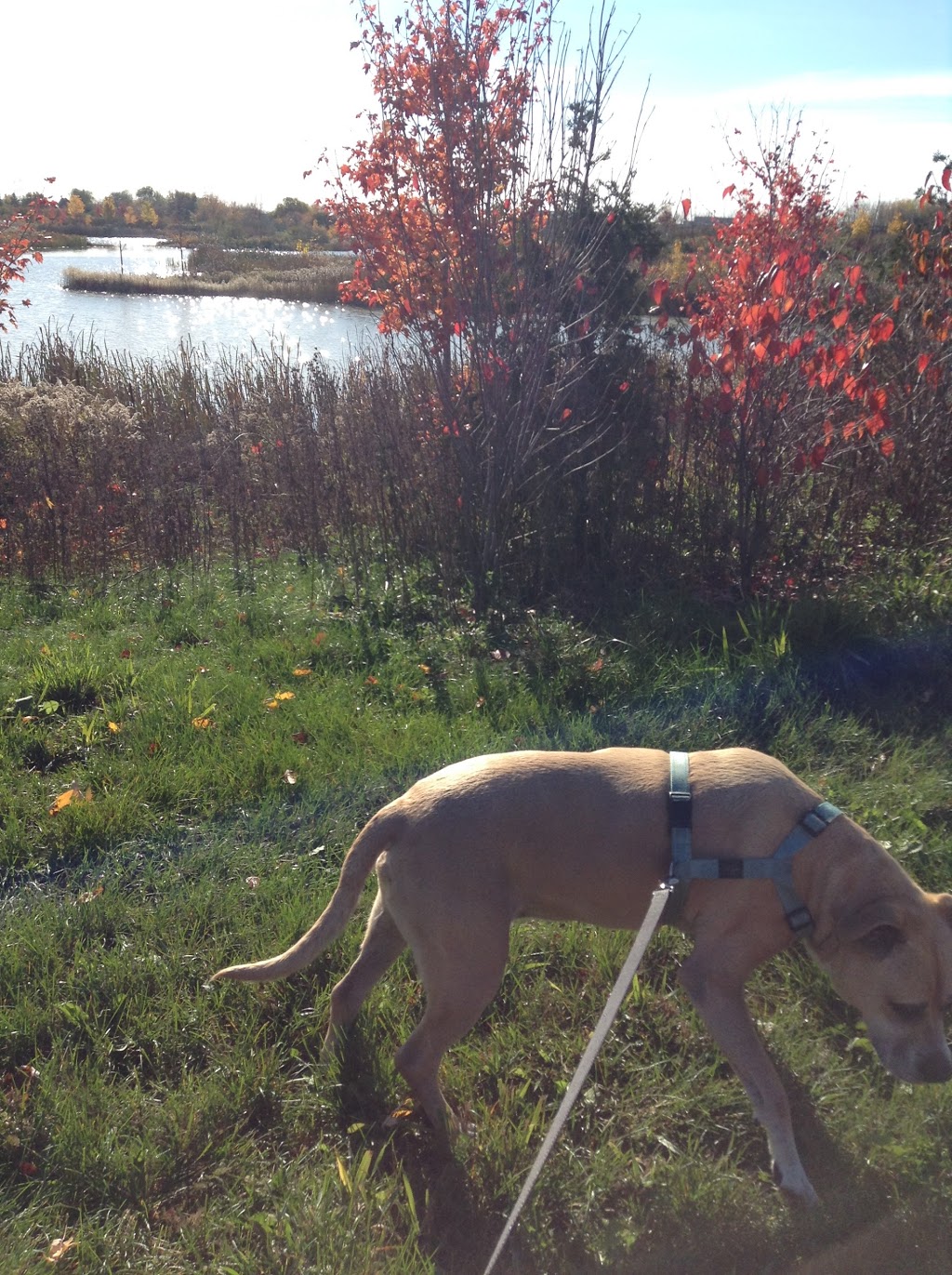 Mobile Pet SPaw | 47 Coastline Dr, Brampton, ON L6Y 0T6, Canada | Phone: (647) 708-7897