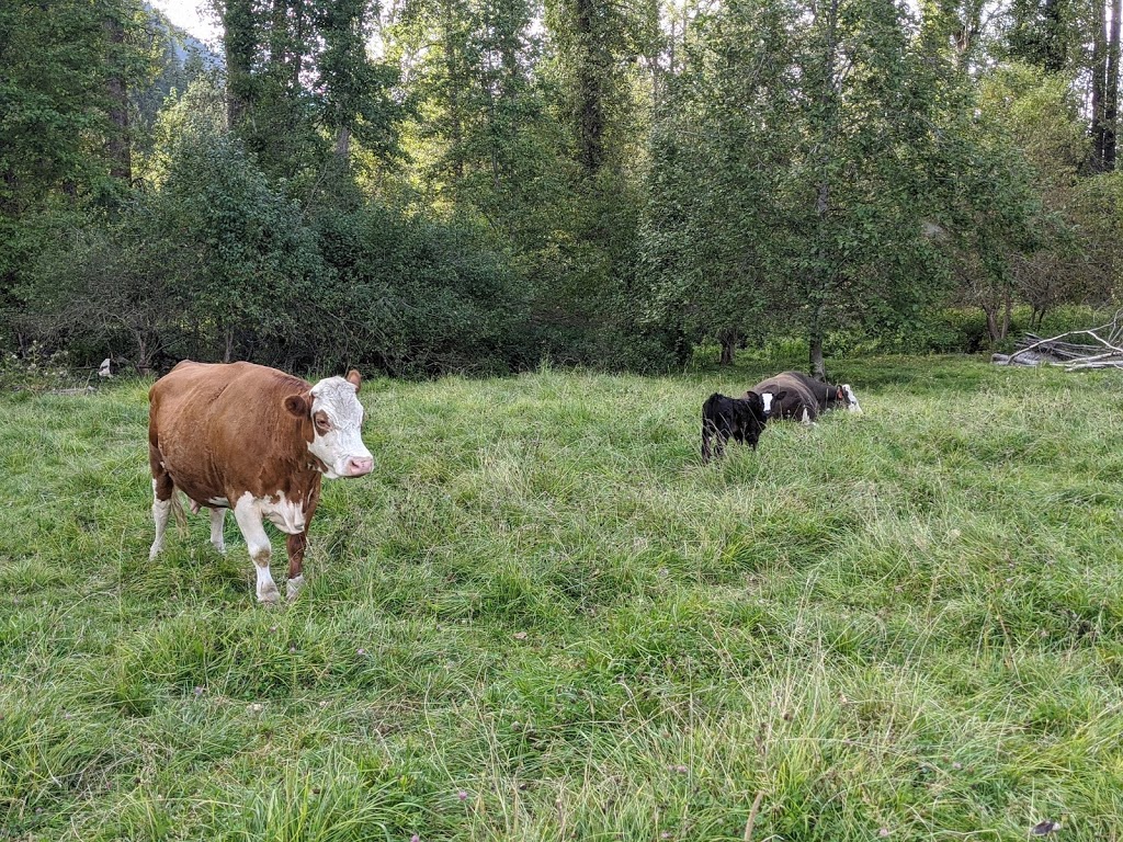 Pemberton Cattle | 7294 Clover Rd, Pemberton, BC V0N 2L1, Canada | Phone: (778) 512-4085