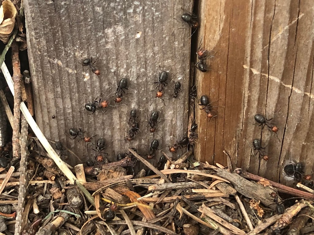Insight Pest Solutions | 1148 Snow Valley Rd, Minesing, ON L0L 1Y3, Canada | Phone: (855) 489-3640