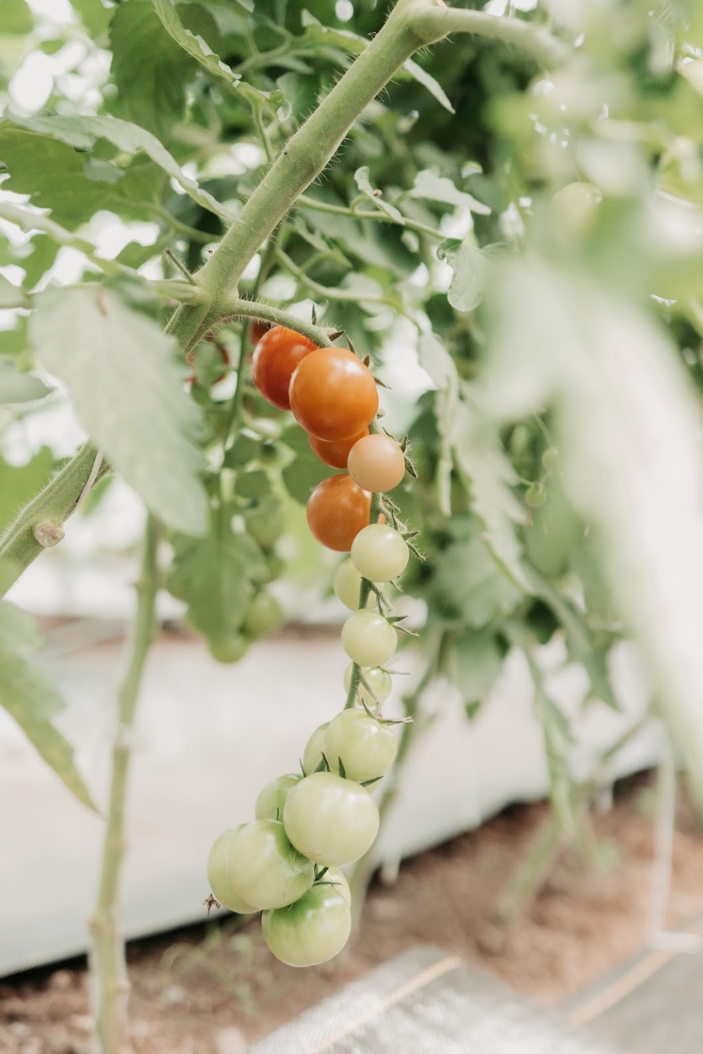 Les Jardins Biorégal Inc. | 504 5e Rang S, East Broughton, QC G0N 1G0, Canada | Phone: (418) 333-3669