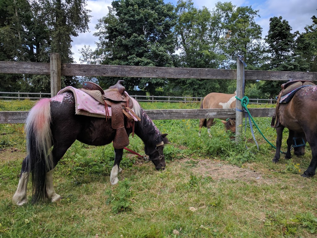 Laughing Stock Ranch | 24555 32 Ave, Langley City, BC V2Z 2J5, Canada | Phone: (604) 720-6484