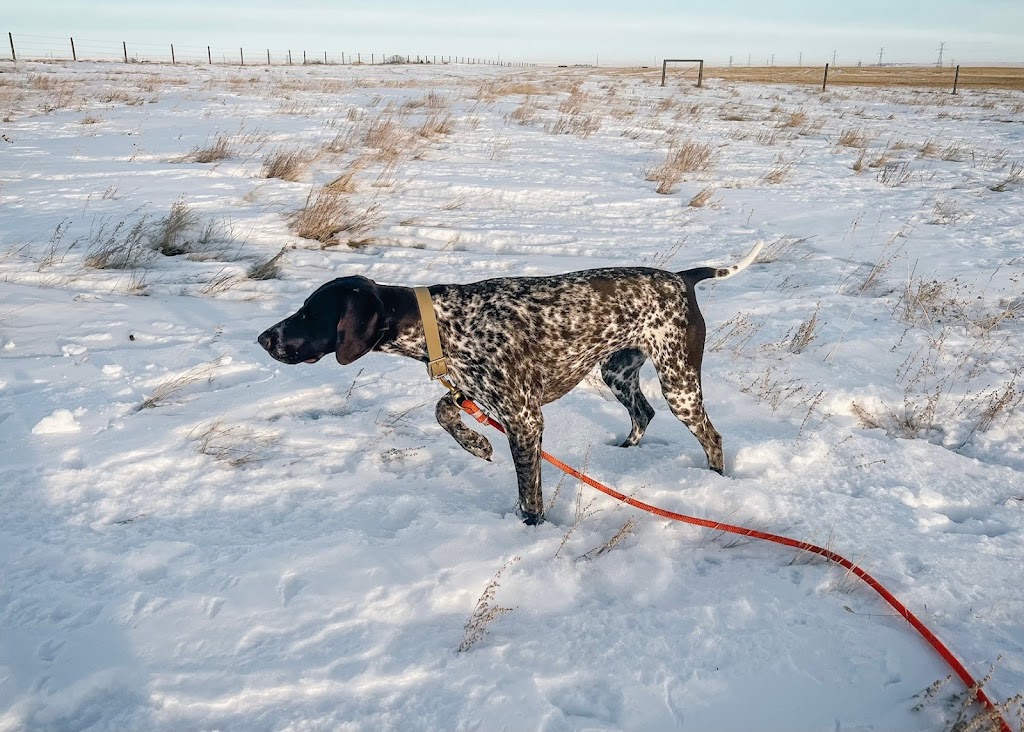 Westrock Kennels | 514004 160 St E, Foothills, AB T1V 1M3, Canada | Phone: (778) 818-1038
