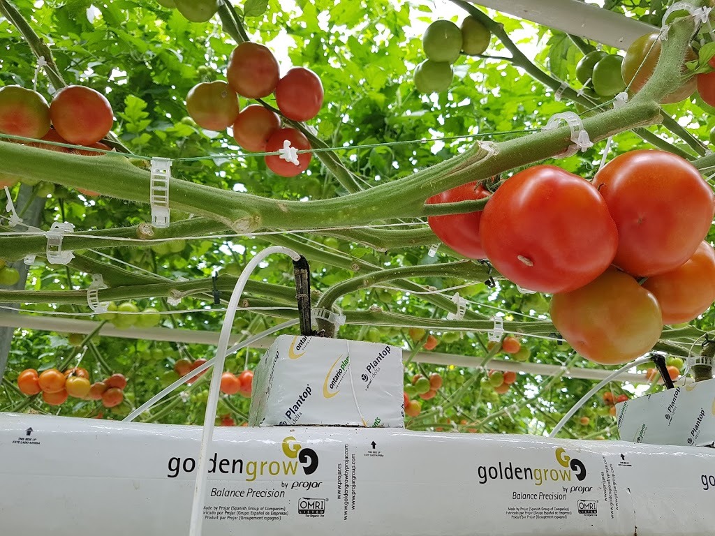 The Leamington Grower Greenhouse Vegetable News | 1634 Seacliff Dr, Kingsville, ON N9Y 2M6, Canada | Phone: (519) 322-1072