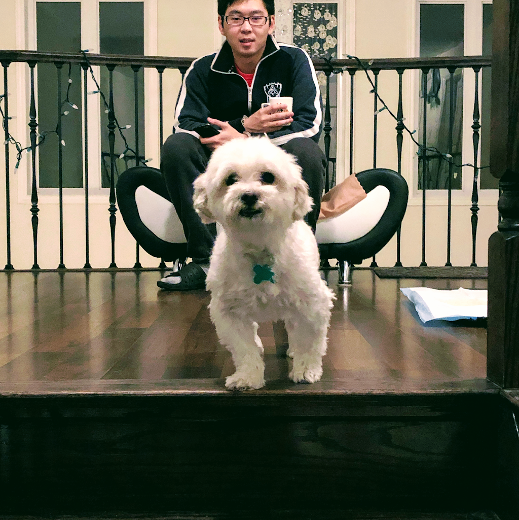 Kelly & Yangs Dog Services - Rover.com/DogVacay Registered | 19 Evershot Cres, Markham, ON L6E 0L5, Canada | Phone: (647) 896-6776
