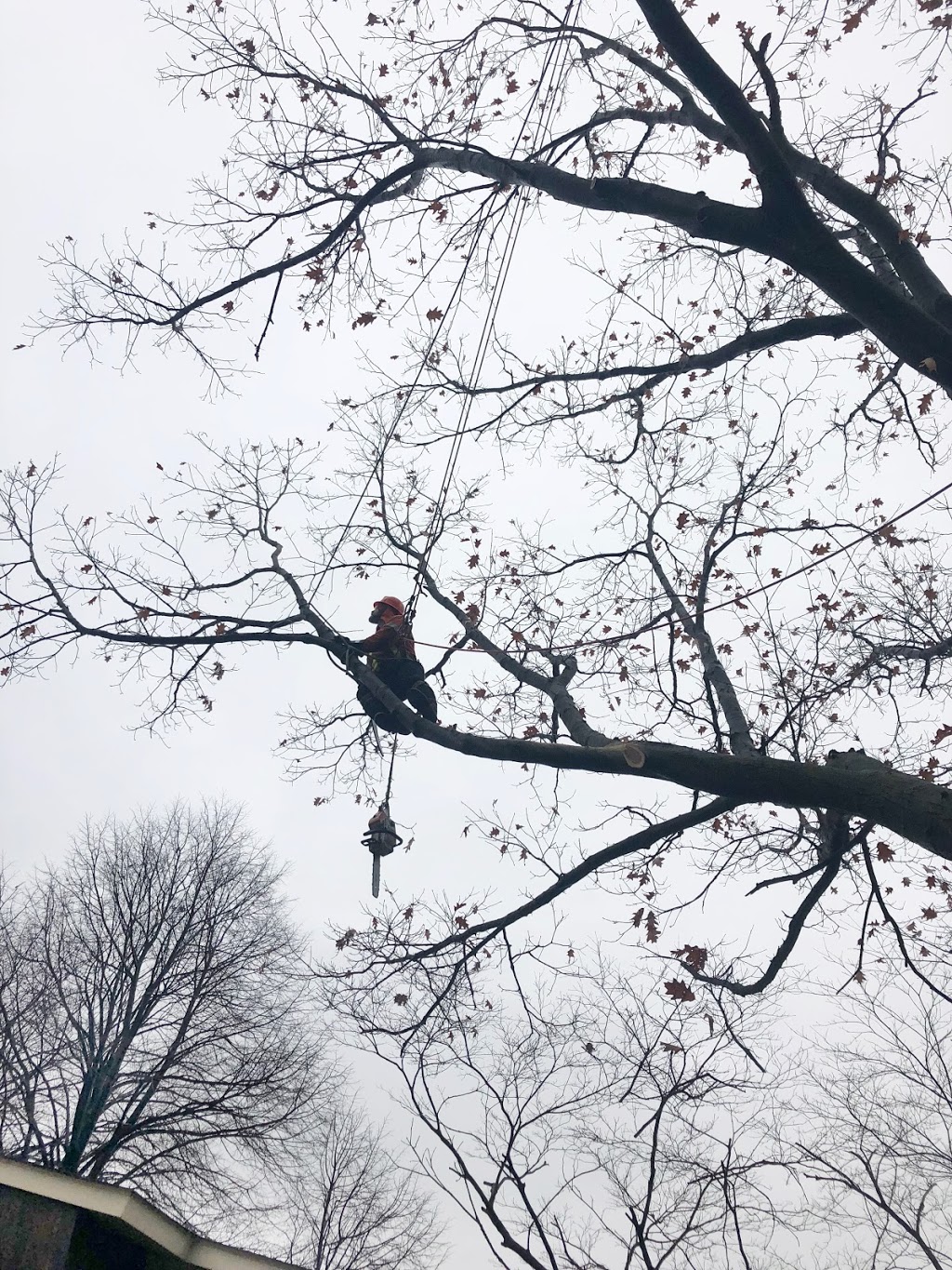 Mercier’s Tree Service | 270 Lorindale Dr, Oshawa, ON L1H 6X4, Canada | Phone: (289) 355-3177