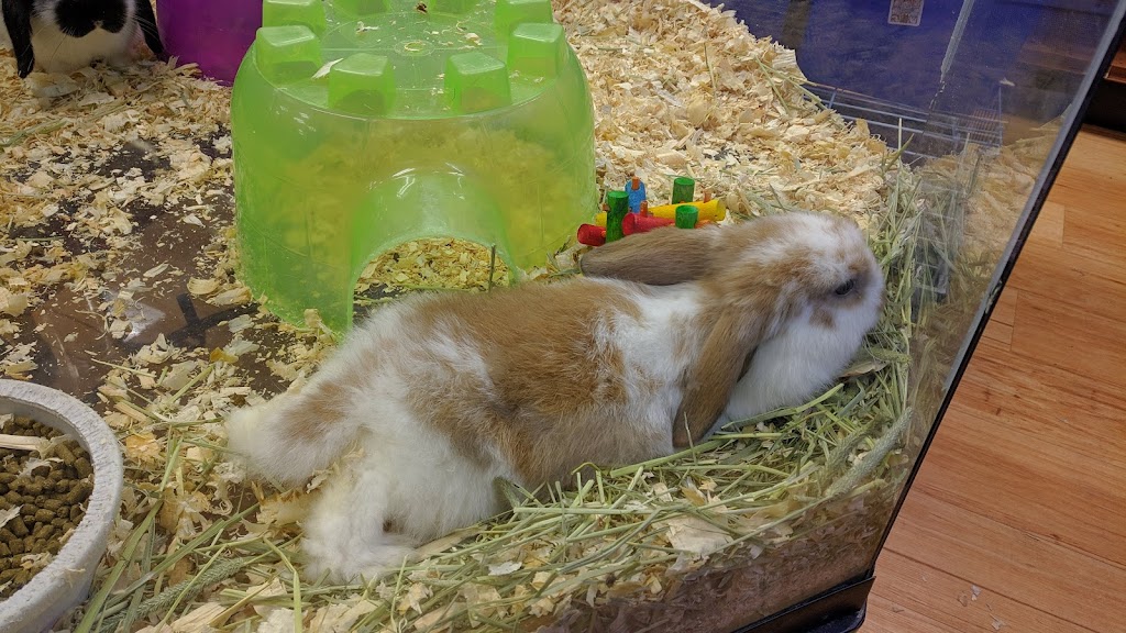 Paulmacs Pets | 25 Doxsee Ave S Unit #3, Campbellford, ON K0L 1L0, Canada | Phone: (705) 653-5412