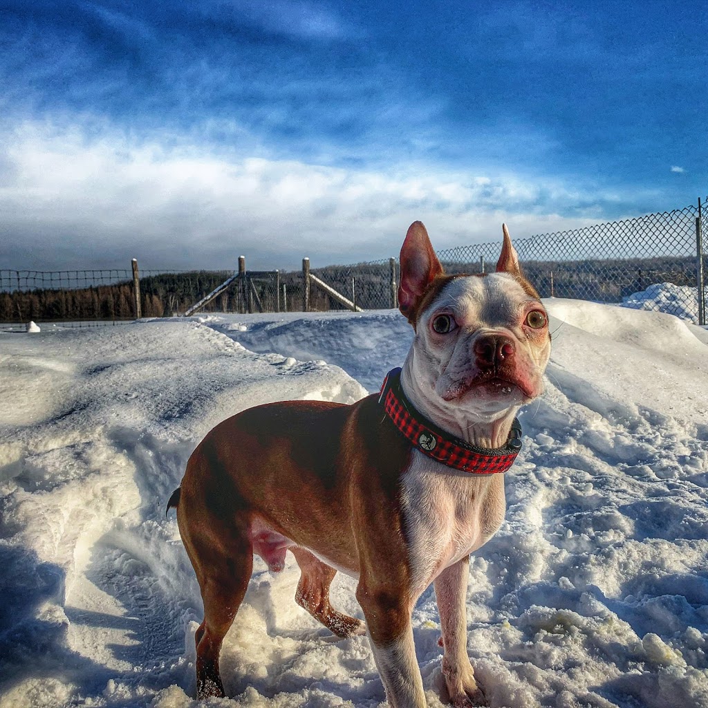 La Brégeoise - Auberge canine | 151 Chemin le Tour du Carré, Brébeuf, QC J0T 1B0, Canada | Phone: (819) 808-9683