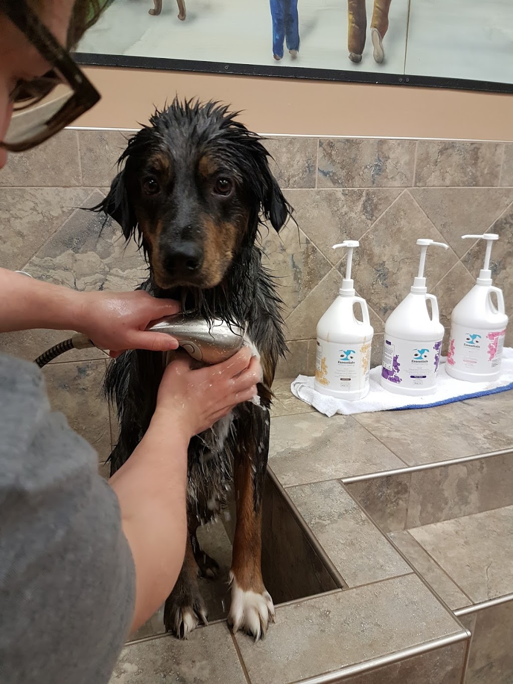 Pet Valu | 27 Marion St, Winnipeg, MB R2H 0S8, Canada | Phone: (204) 237-7383