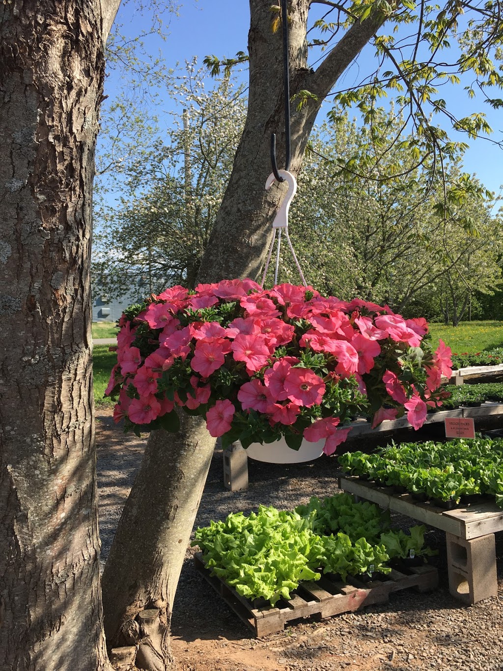 Brooklyn Farms | 5091 Brooklyn St, Berwick, NS B0P 1E0, Canada | Phone: (902) 538-1715