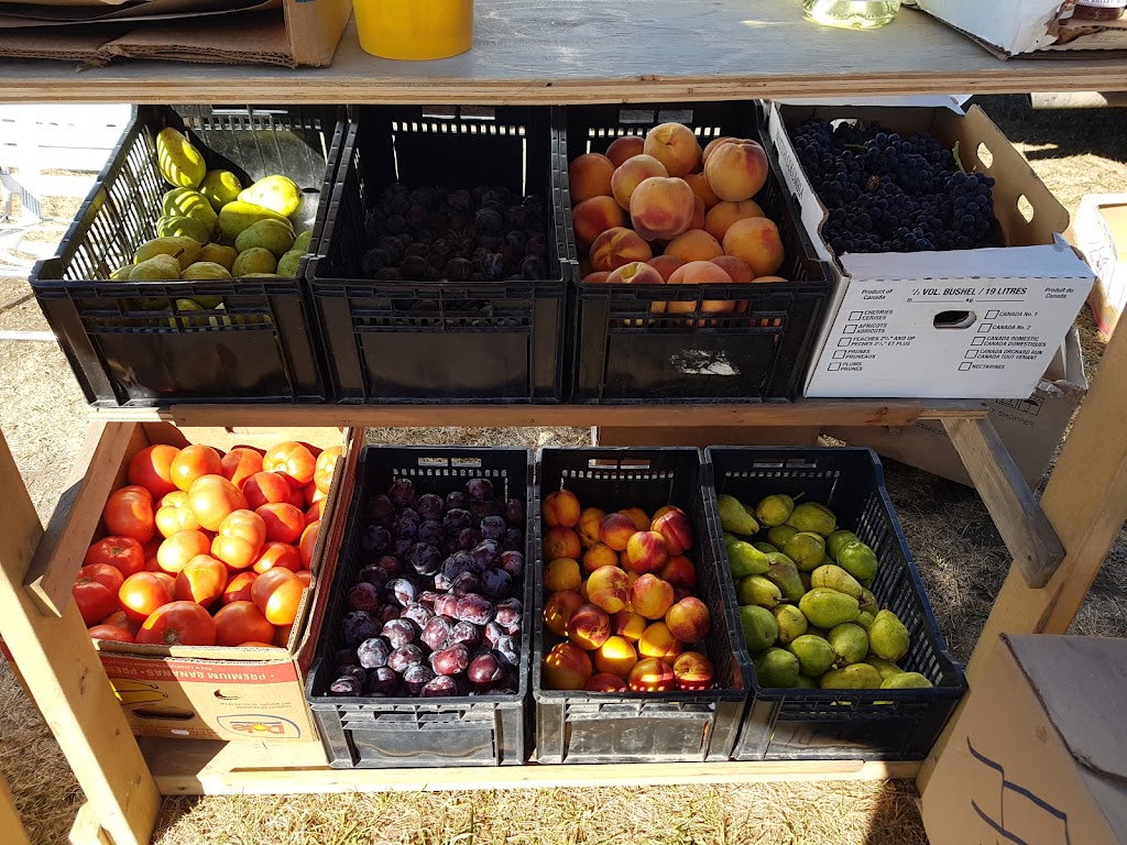 Jolie Blueberries Fruit & Produce | Near, Eyebrow, SK S0H 1L0, Canada | Phone: (306) 759-7625
