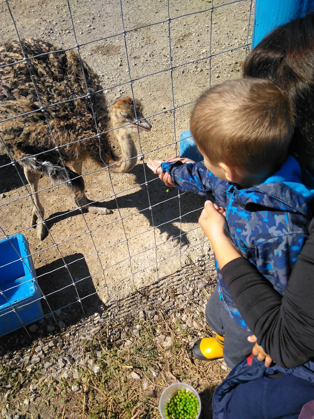 Ostrich Land Farm | 8299 Concession 2 Rd, Caistor Centre, ON L0R 1E0, Canada | Phone: (647) 988-0841