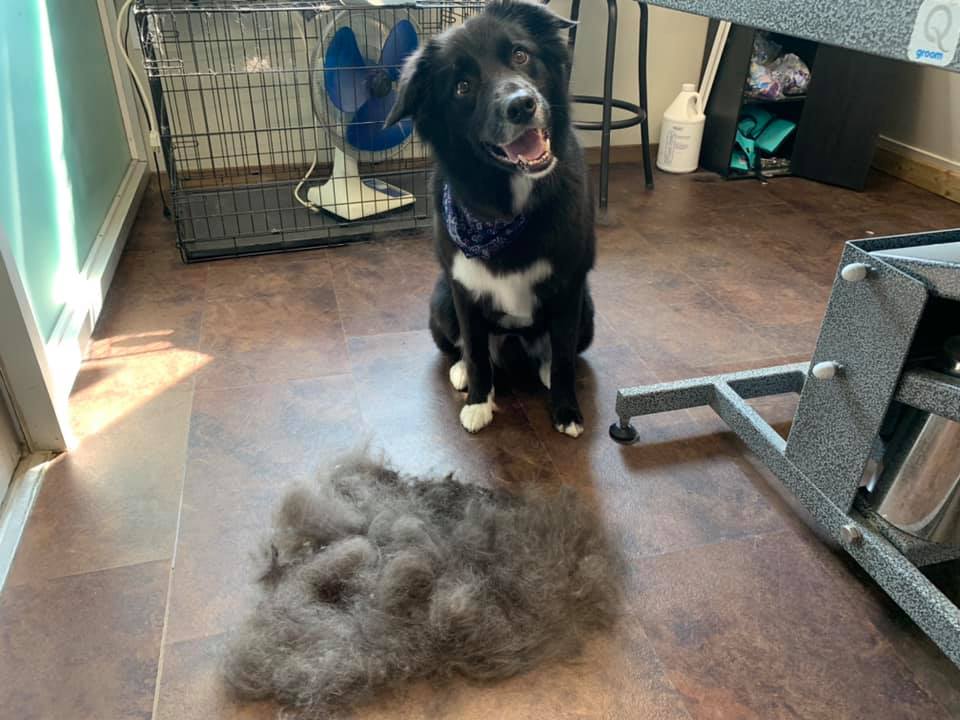 Fidos Place Doggy Daycare, Grooming and Training Centre (Weyburn) | 325 Queen St, Weyburn, SK S4H 2L2, Canada | Phone: (306) 842-1842