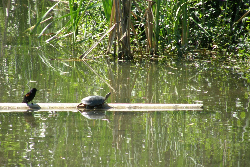 Chichester Wetland Park | 250 Sumac Rd W, Kelowna, BC V1X 6W8, Canada