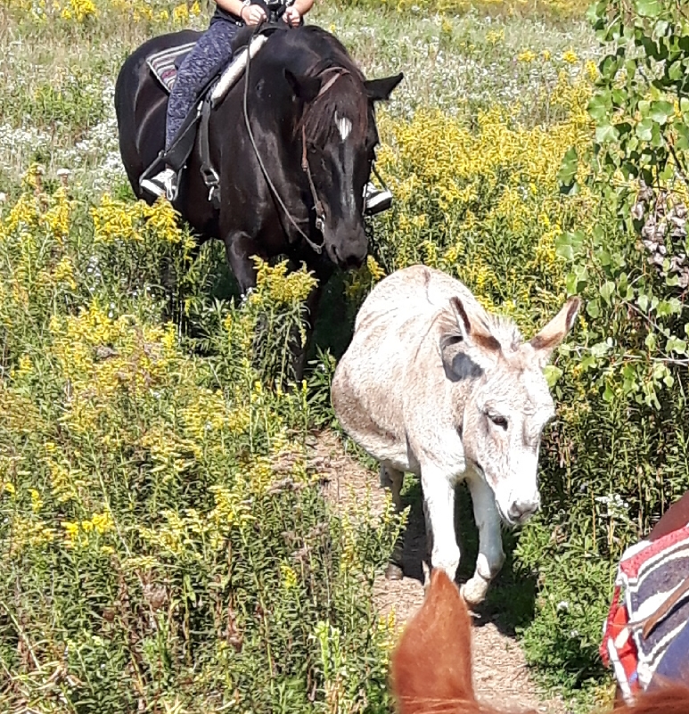 Kuzenko Stables | 4507 Courtice Rd, Hampton, ON L0B 1J0, Canada | Phone: (905) 447-3212