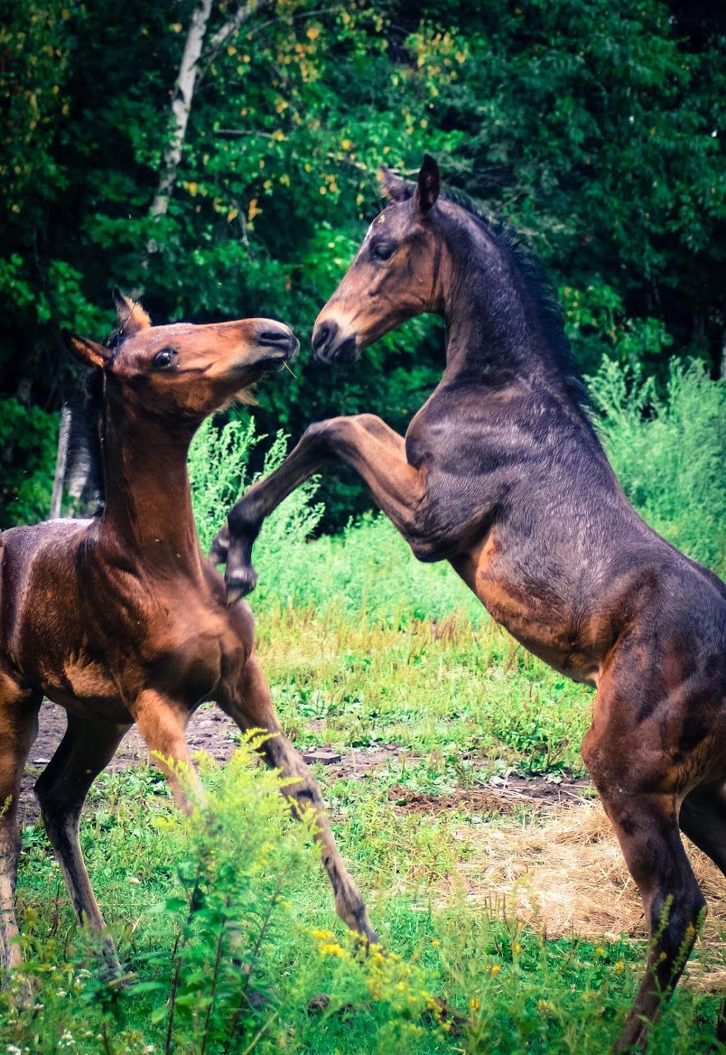 Ferme Brio | 455 Chemin du Petit Brompton, Racine, QC J0E 1Y0, Canada | Phone: (819) 679-3433
