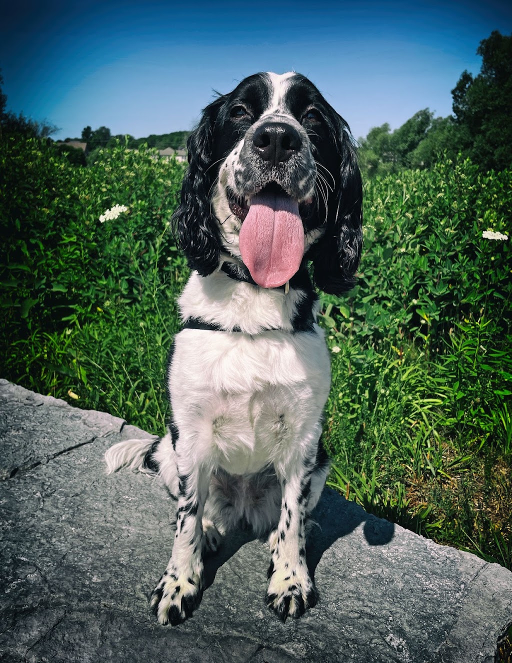 Perfect Dog For Life Off Leash K9 Training | 2092 Foreman Rd RR6, Cambridge, ON N1R 5S7, Canada | Phone: (519) 222-8686