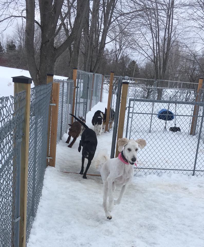 Pension et Toilettage Chez Monsieur Xavier (Mauricie) | 701 Chemin de la Grande Rivière N, Yamachiche, QC G0X 3L0, Canada | Phone: (581) 997-1178