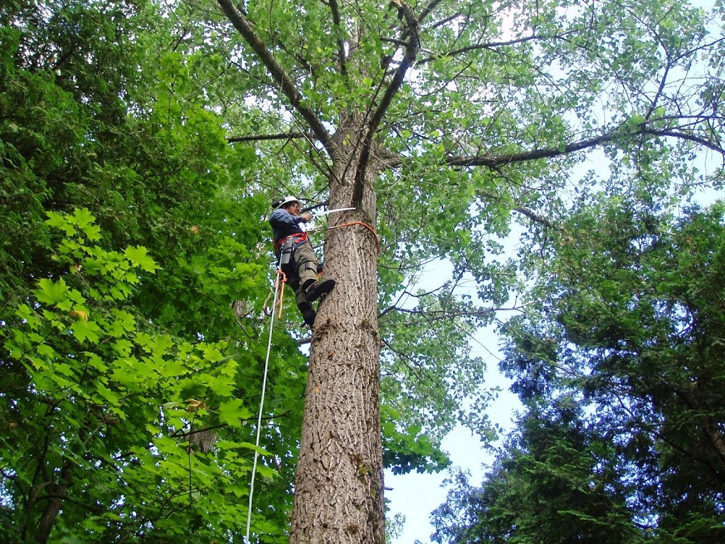 DLG Tree Service | 2886 Penetanguishene Rd, Springwater, ON L9X 1Z7, Canada | Phone: (705) 728-9369
