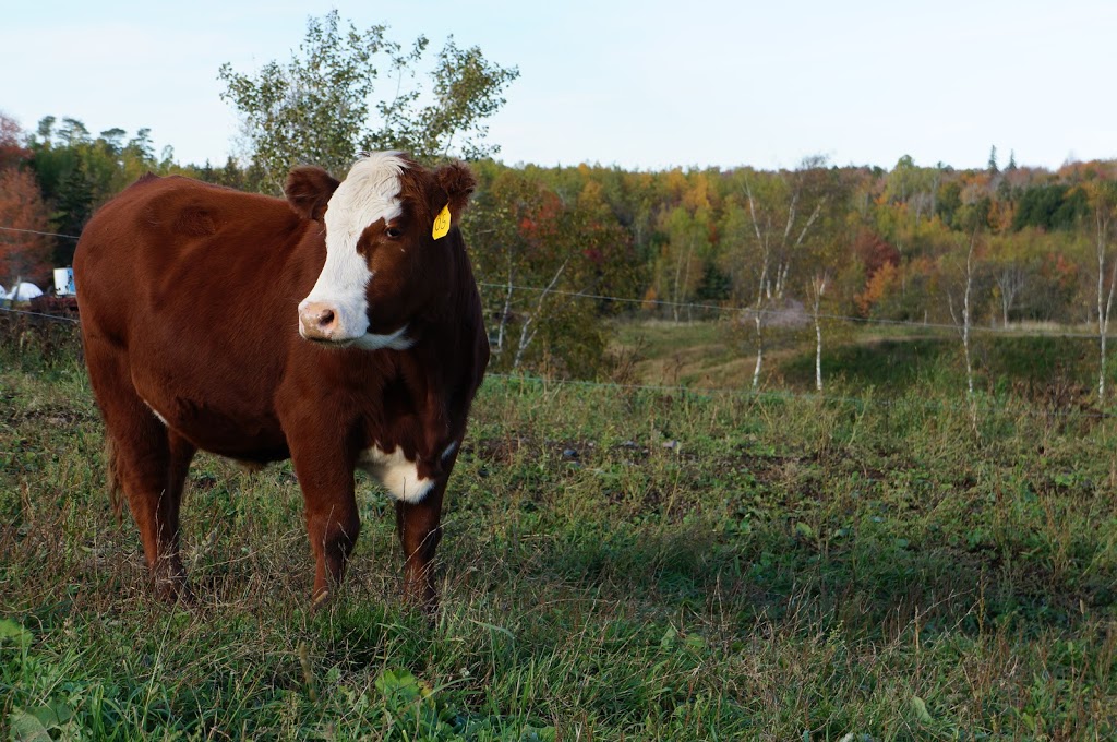 Marshdale Farms | 2731 White Hill Rd, Hopewell, NS B0K 1C0, Canada | Phone: (902) 923-2323