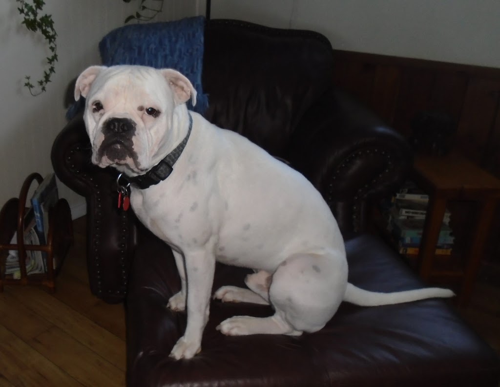 Champlain Animal Hospital | 2673 Lakefield Rd, Peterborough, ON K9J 6X5, Canada | Phone: (705) 742-4243