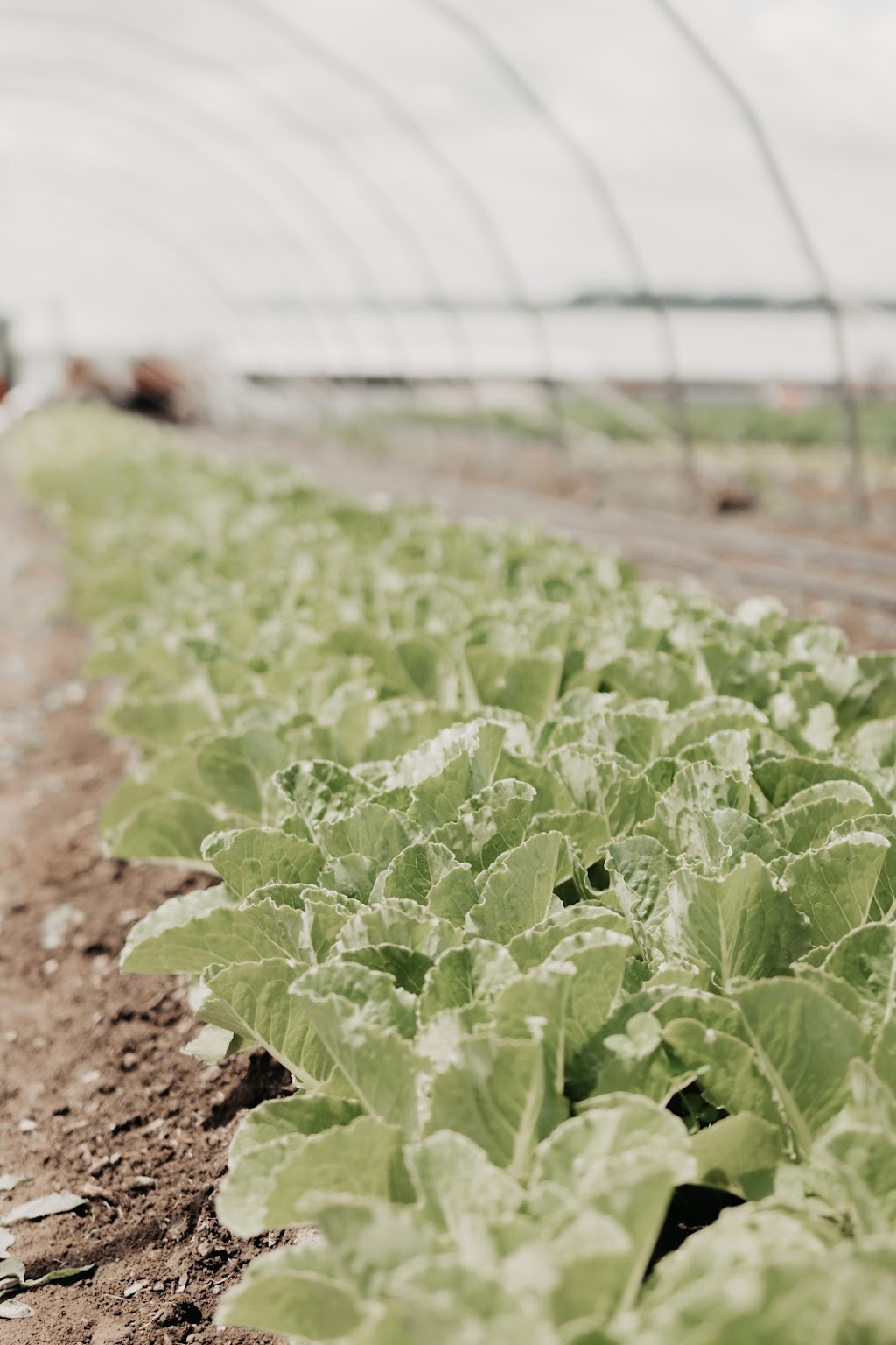 Les Jardins Biorégal Inc. | 504 5e Rang S, East Broughton, QC G0N 1G0, Canada | Phone: (418) 333-3669