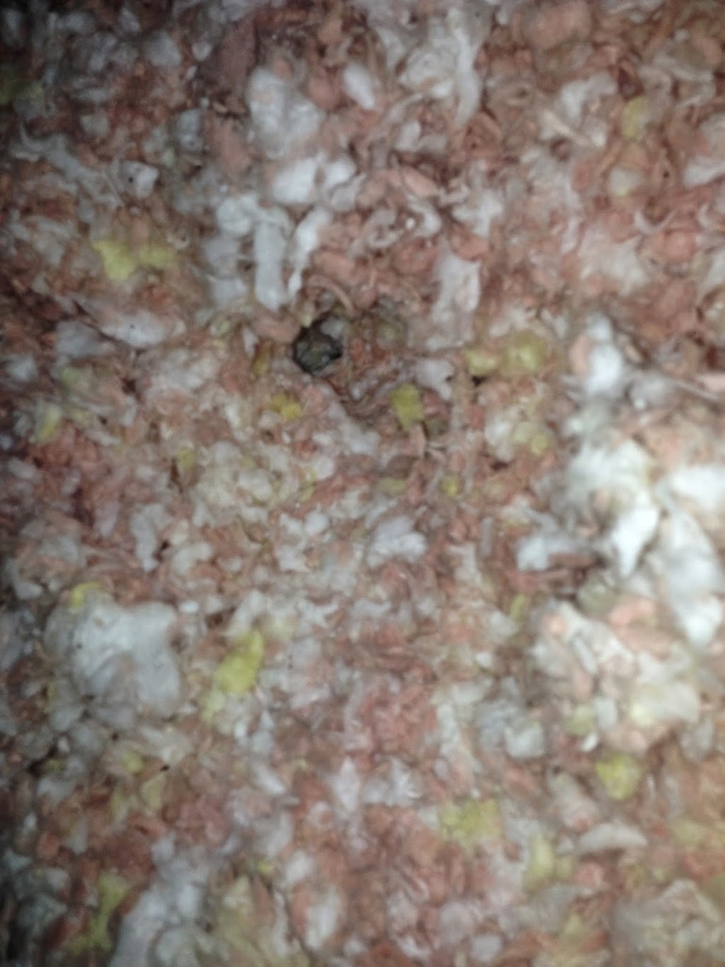 AnyPest | 5 Belleau St, Hamilton, ON L8J 1N1, Canada | Phone: (855) 886-7378
