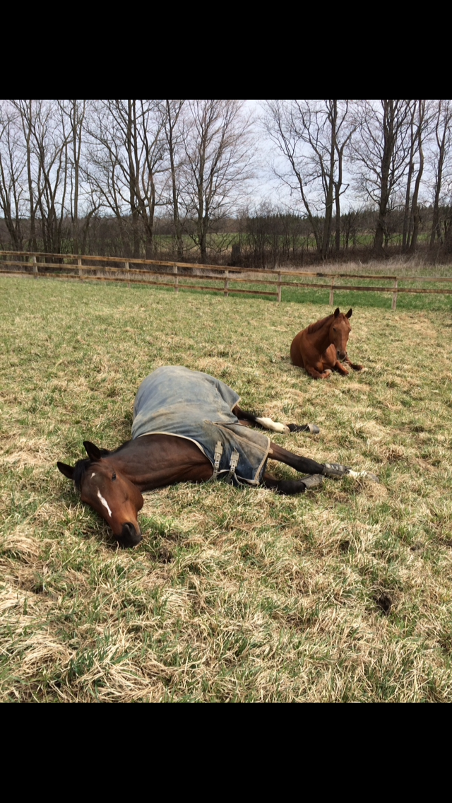 Briary Farm | 10351 Lake Ridge Rd, Port Perry, ON L9L 1V7, Canada | Phone: (416) 709-1826