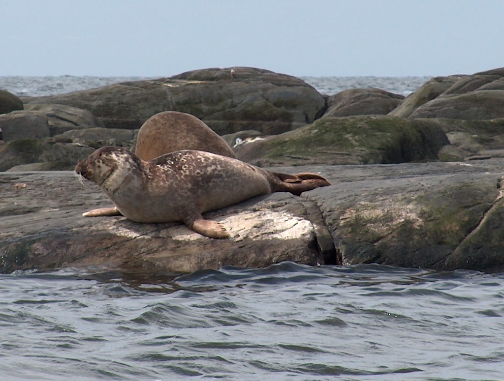 Excursions de la Providence | Av. LeBlanc, Kamouraska, QC G0L 1M0, Canada | Phone: (418) 551-5708