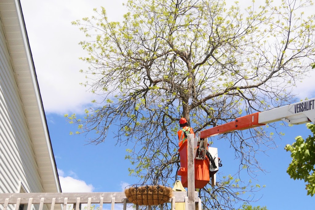 Sullys Tree Trimming | Rothesay, NB E2H 1G5, Canada | Phone: (506) 608-9394