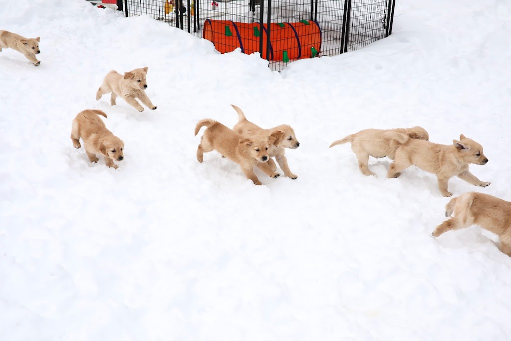 Cedar Grove Goldens | Blairhampton Rd, Minden, ON K0M 2K0, Canada | Phone: (705) 854-0959