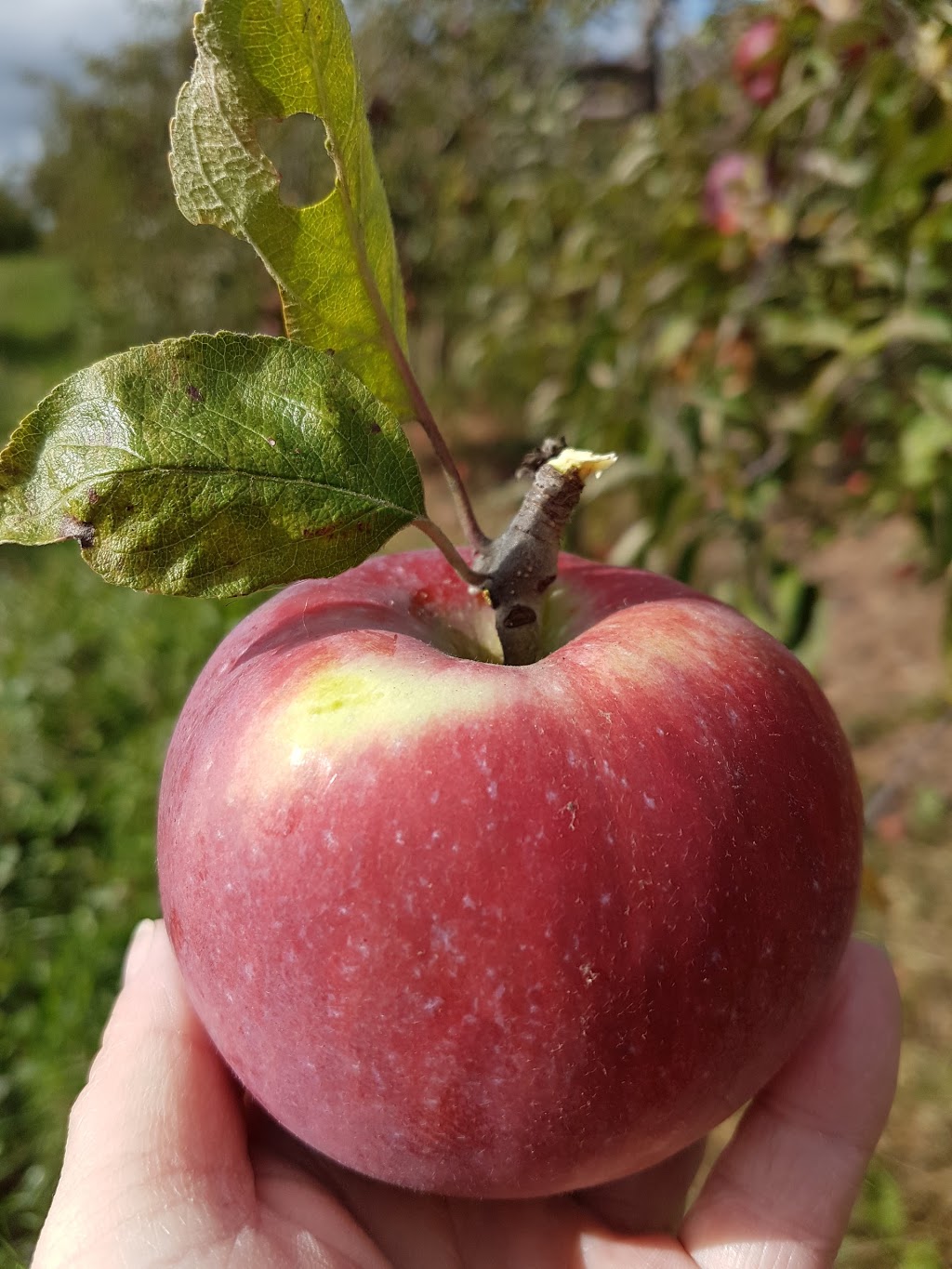 Foote Family Farm | 1972 Woodville Rd, Cambridge, NS B0P 1G0, Canada | Phone: (902) 678-4371