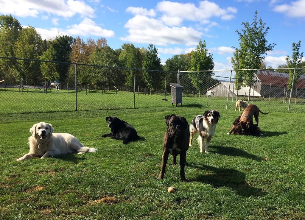 Me "N" Me Dogs | 593 Avondale Rd, Newport, NS B0N 2A0, Canada | Phone: (902) 798-7662