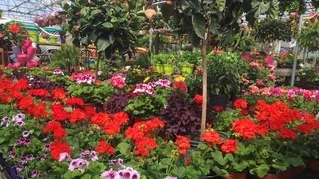 Serres Arc-En-Fleurs Enr (Les) | 6763 QC-112, Disraeli, QC G0N 1E0, Canada | Phone: (418) 449-3809