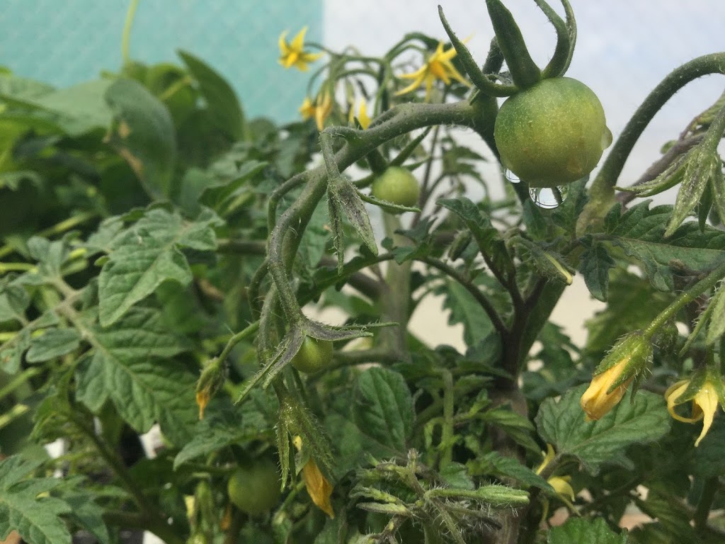 Earlys Farm and Garden Centre | 2615 Lorne Ave, Saskatoon, SK S7J 0S5, Canada | Phone: (306) 931-1982