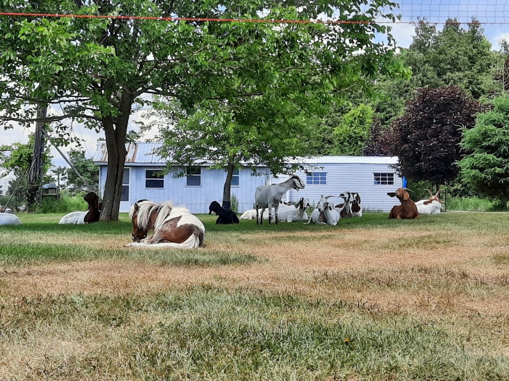 Leaning Stable Acres | 6417 Holt Rd, Hampton, ON L0B 1J0, Canada | Phone: (289) 943-1175