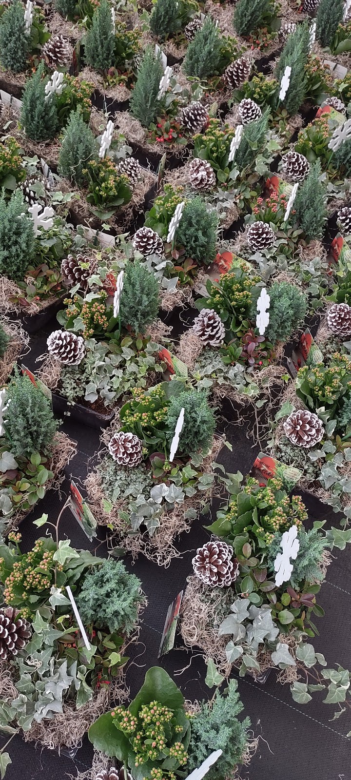 DeVry Greenhouses Picture Butte | 210067 Hwy 519, Picture Butte, AB T0K 1V0, Canada | Phone: (403) 732-5400