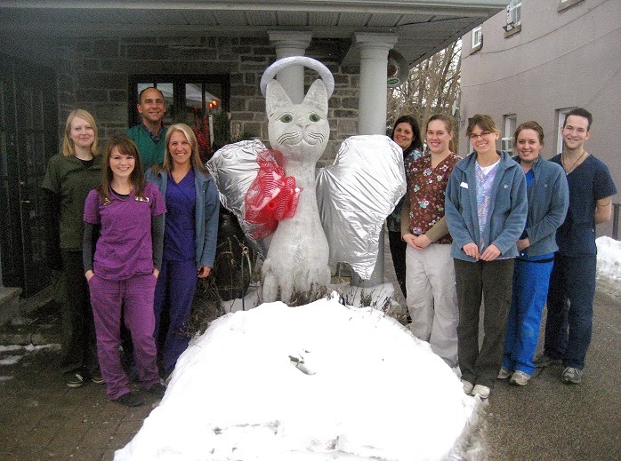Clarkson Village Animal Hospital | 1659 Lakeshore Rd W, Mississauga, ON L5J 1J4, Canada | Phone: (905) 855-2100