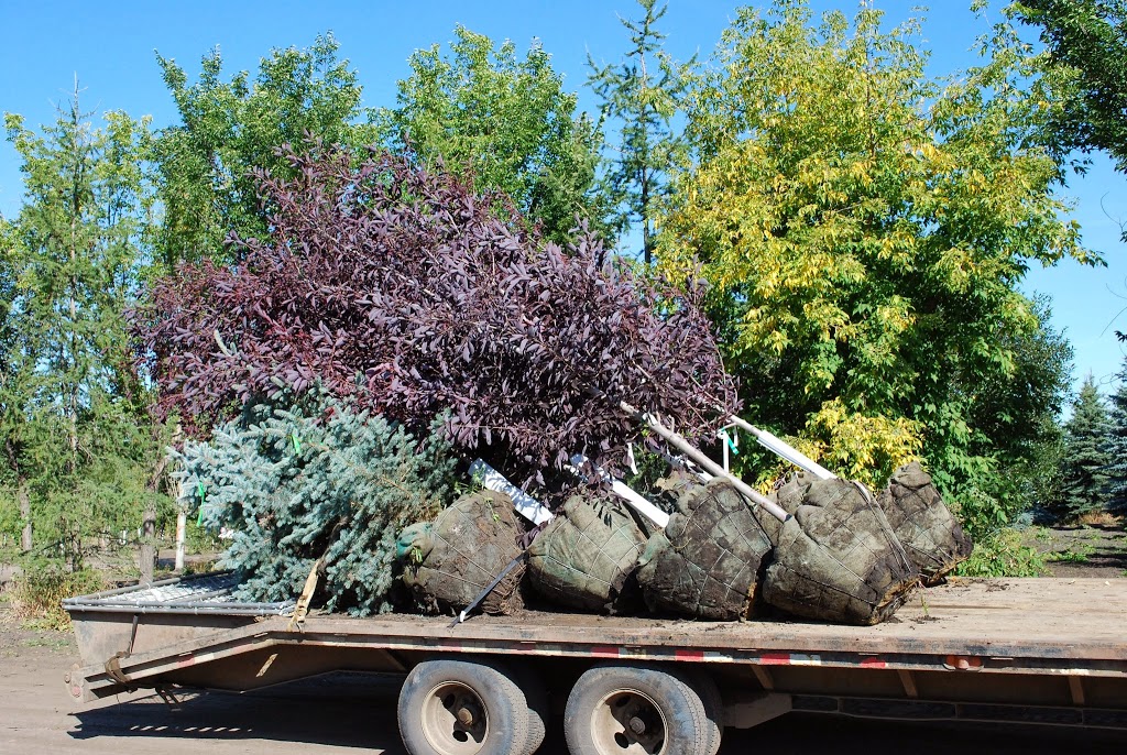 Kiwi Nurseries Ltd | 31313 118 Ave NW, Acheson, AB T7X 6M6, Canada | Phone: (780) 962-9297