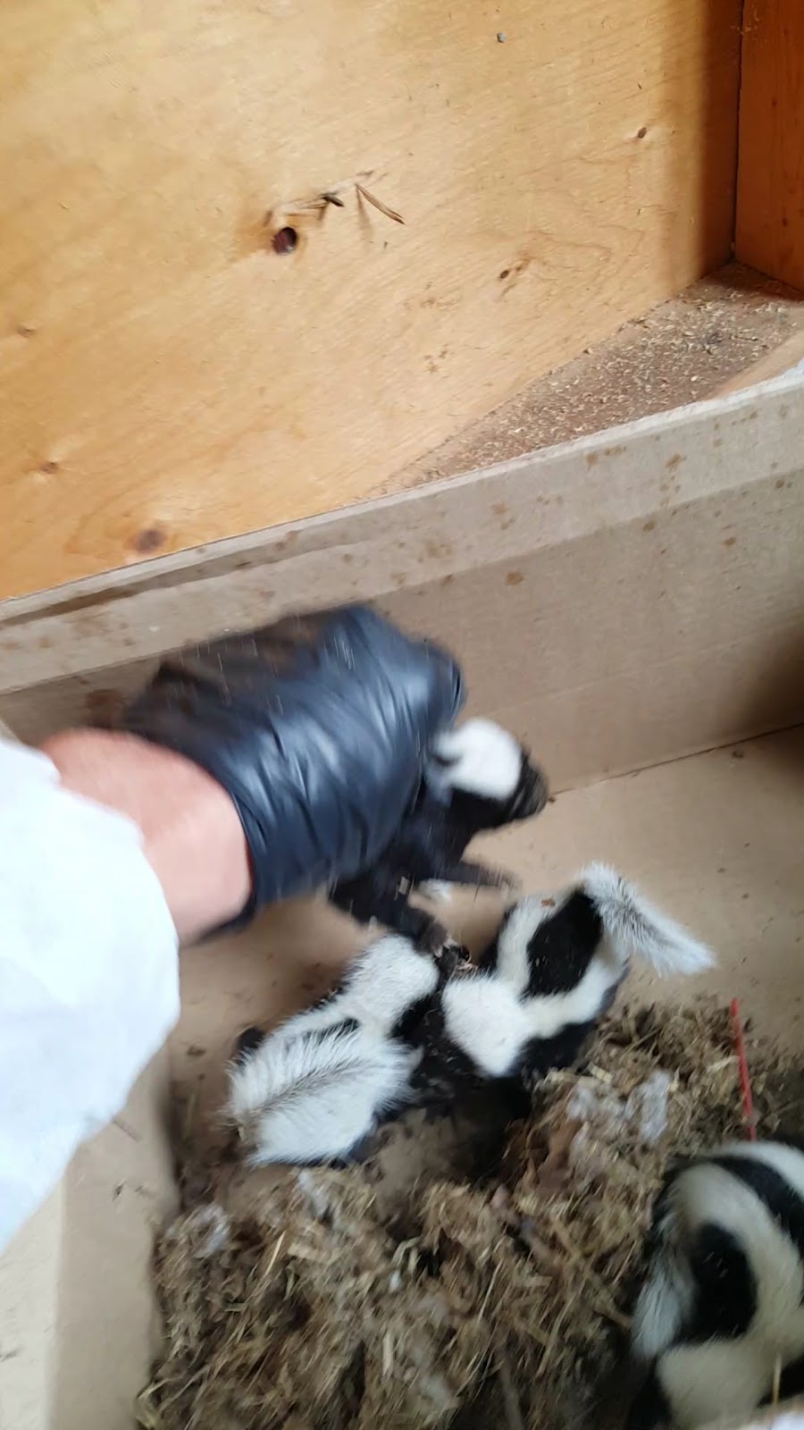 Out-Foxed Wildlife Control Services | 122 Maplestone Ave, Sarnia, ON N7S 4X2, Canada | Phone: (226) 932-1071