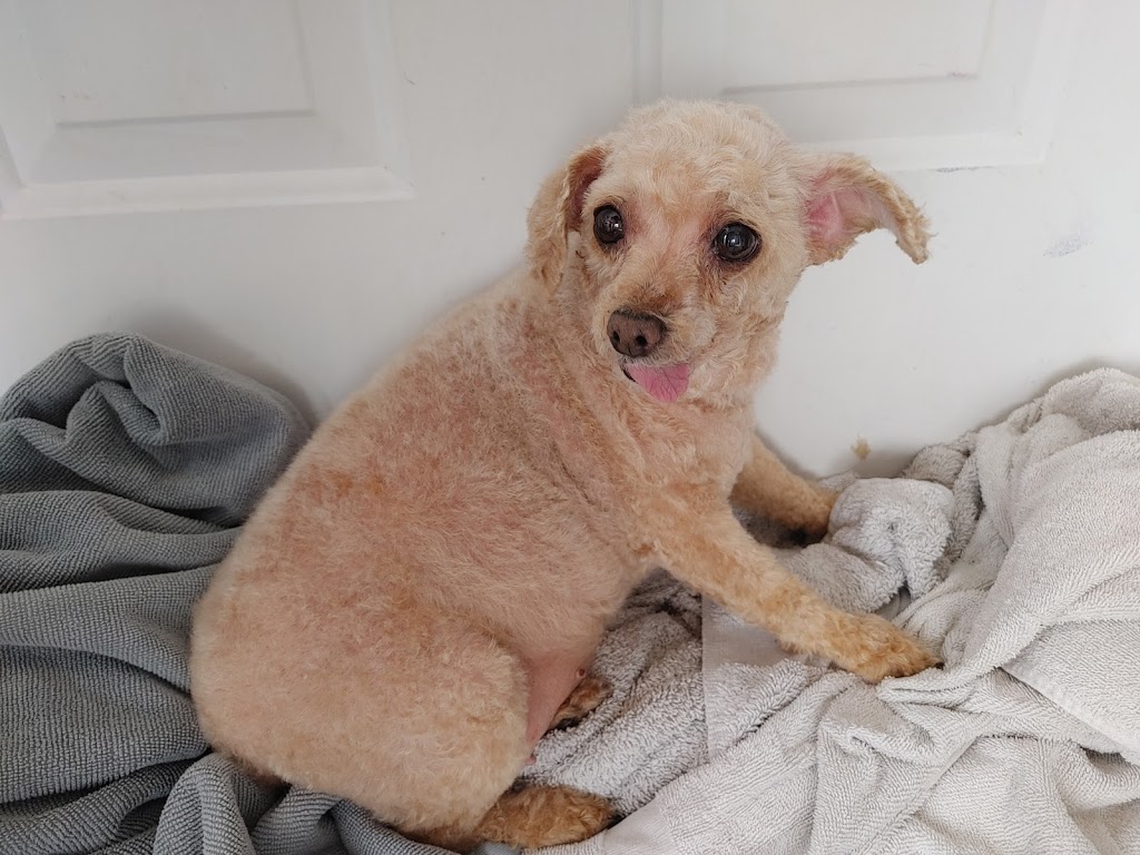 The Grooming Laydee | 7284 County 50 Rd W, Harrow, ON N0R 1G0, Canada | Phone: (226) 202-0428