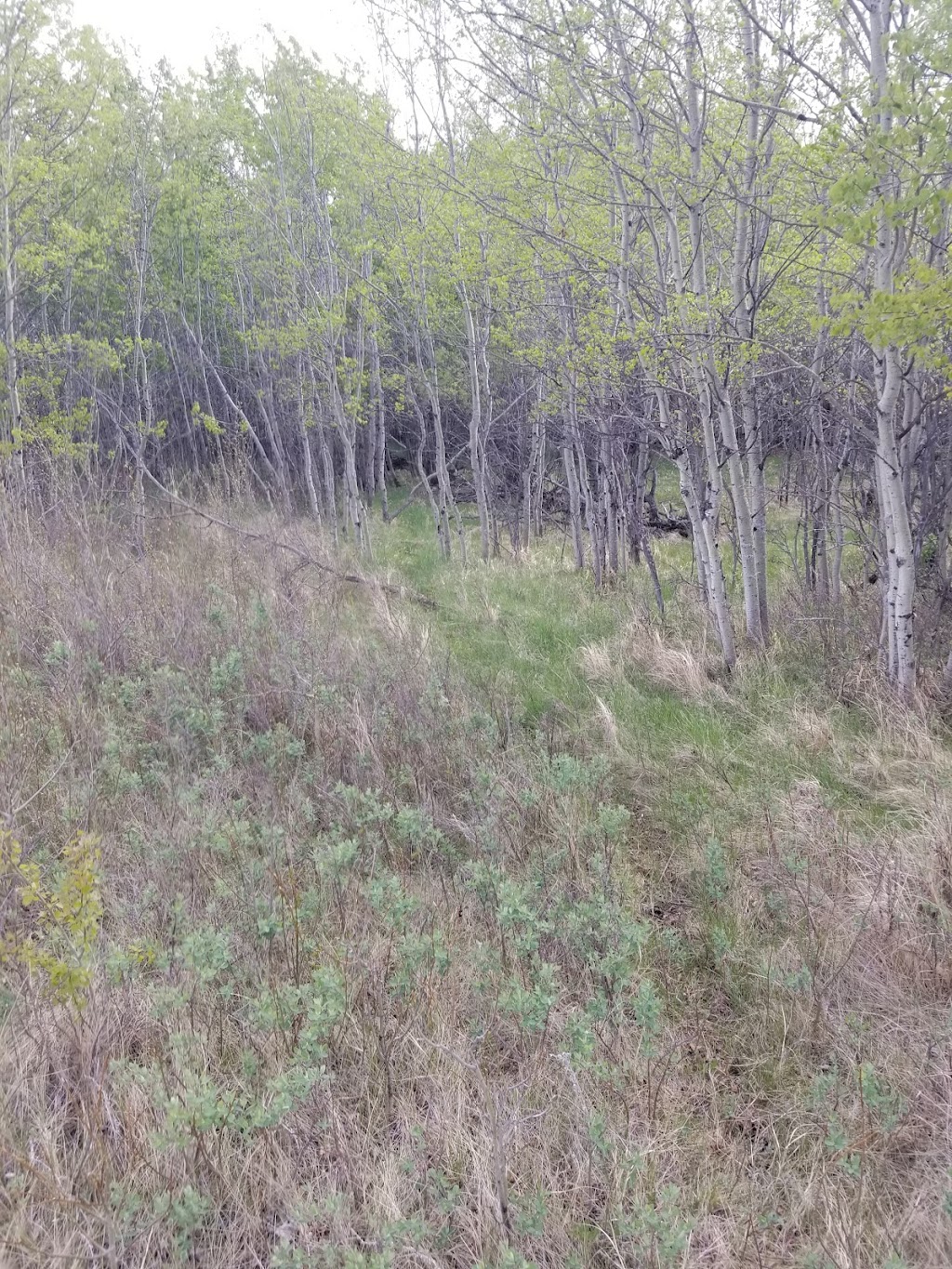 Antelope Hill Provincial Park | Unnamed Road, Hanna, AB T0J 1P0, Canada | Phone: (403) 340-7691